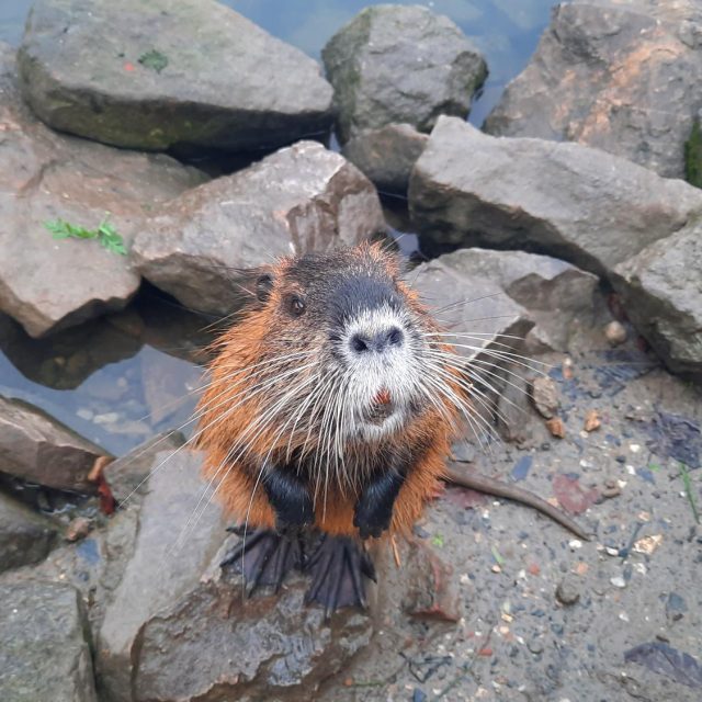 Nutrie pod mostem v Uherském Hradišti | foto: Michal Sladký,  Český rozhlas