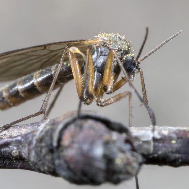 Komár,  hmyz,  makro | foto: Fotobanka Pixabay