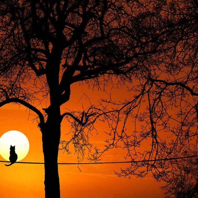 Večer mezi stromy | foto: Fotobanka Pixabay,  Pixabay