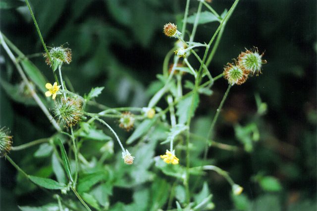 Kuklík městský  (Geum urbanum) | foto: Stanislav Peleška