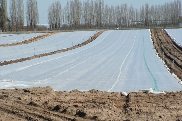 Pod netkanou textilií výsevy a výsadby tolik netrpí mrazíky,  nevysychají,  jsou chráněny před některými škůdci. Dříve se sklízí | foto: Ivan Dvořák,  časopis Zahrádkář