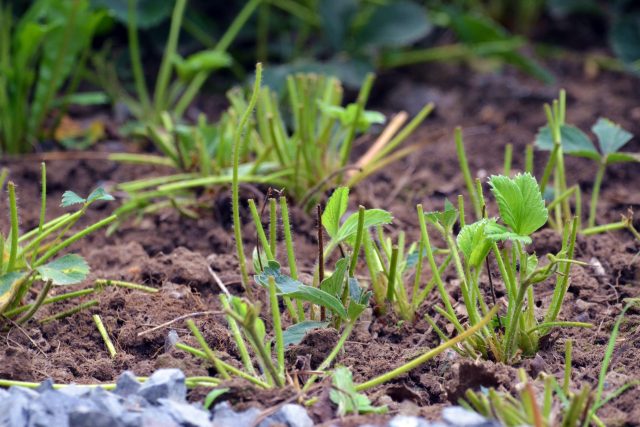 Je dobré po sezoně jahodníky zbavit listů,  přihnojit a odstranit všechny šlahouny | foto: Jolana Nováková,  Český rozhlas