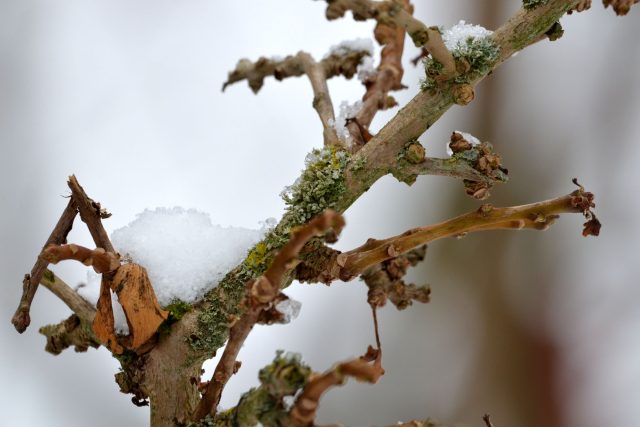 Lišejník na stromku jinanu dvoulaločného  (Ginkgo biloba) | foto: Jolana Nováková,  Český rozhlas