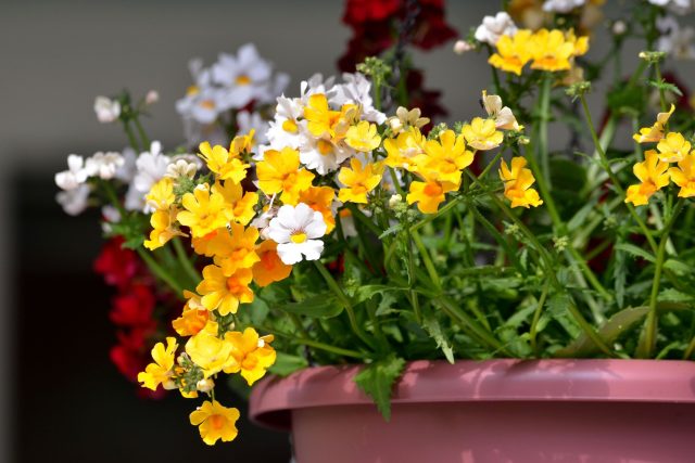 Nemesia,  hledíkovka,  kvete celé léto | foto: Jolana Nováková,  Český rozhlas