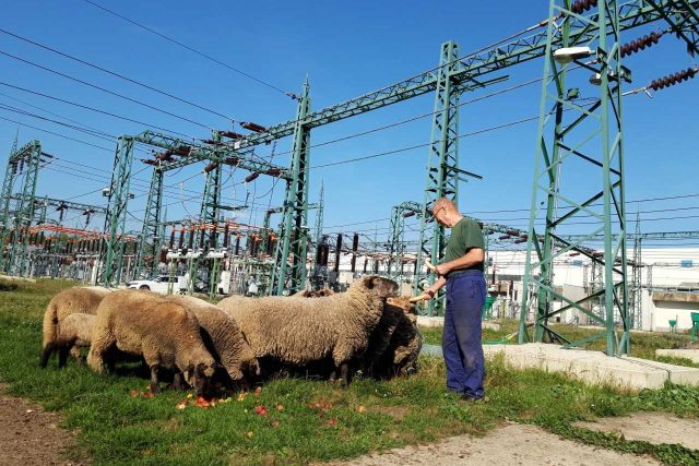 Bača v kladenské teplárně se příhodně jmenuje Stanislav Beránek | foto: Barbora Kvapilová,  Český rozhlas