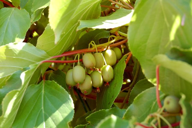 Actinidia arguta,  odrůda Weiki | foto: Ivan Dvořák