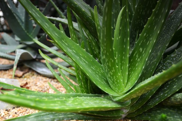 Rostlina aloe vera | foto: Profimedia