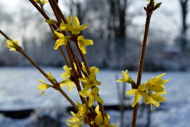 Nejspolehlivěji asi vykvete zlatice  (Forsythia) | foto: Jolana Nováková,  Český rozhlas