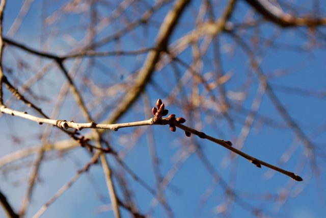 Větvička s květními pupeny,  vhodná na barborku | foto: Ivan Dvořák