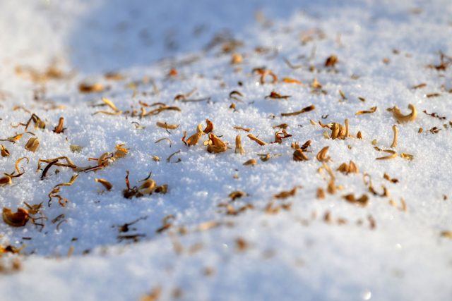 Setí na sníh,  měsíček lékařský | foto: Jolana Nováková,  Český rozhlas