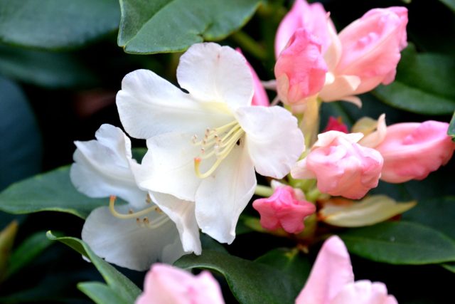 Rododendron | foto: Jolana Nováková,  Český rozhlas