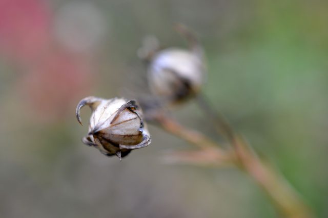 Semena sbíráme za suchého slunného počasí | foto: Jolana Nováková,  Český rozhlas