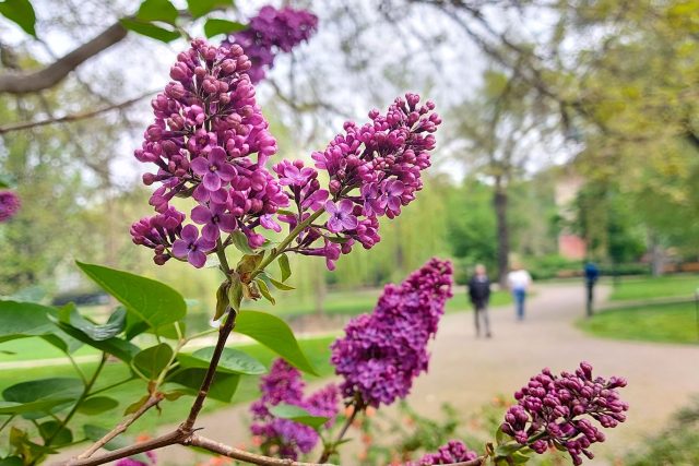 U šeříků je třeba ořezat odkvetlá květenství | foto: Jolana Nováková,  Český rozhlas