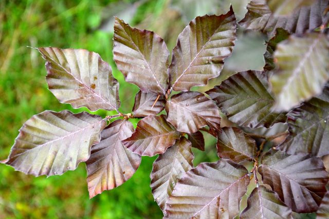 Fagus sylvatica 'Atropurpurea' - Buk lesní 'Atropurpurea' | foto: Jolana Nováková,  Český rozhlas