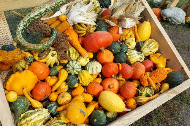 Cucurbita maxima,  tykev velkoplodá,  a její různé variety | foto: Jolana Nováková,  Český rozhlas