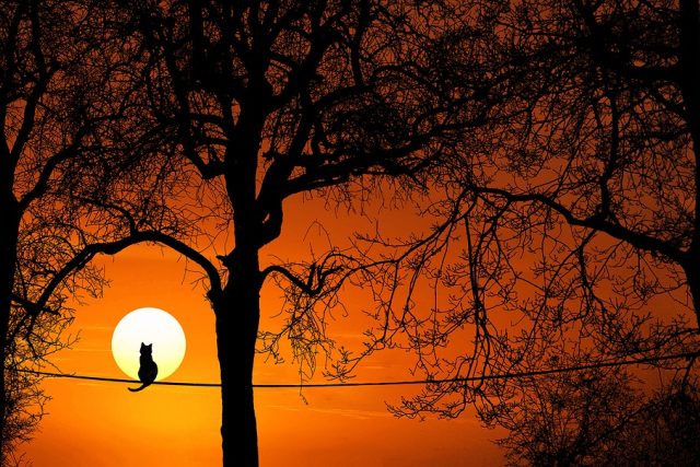 Večer mezi stromy | foto: Fotobanka Pixabay,  Pixabay